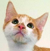 Edgar