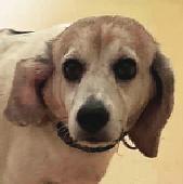 Pip